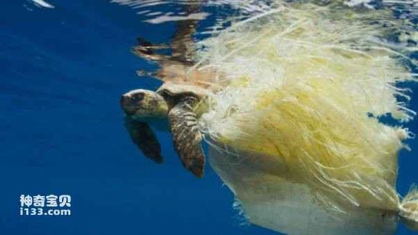 How are plastics slowly killing our marine life, fish, and birds?