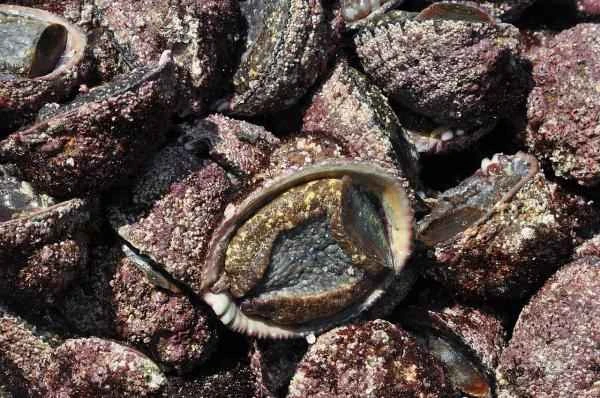 Types of Seashells - Crazy Snail