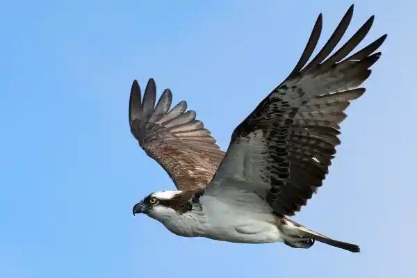 2025083020648601.webp 15.webp