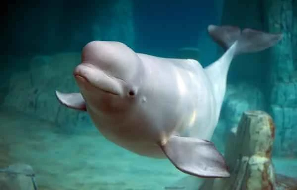 Ballena beluga: características and ecolocalización - Dónde vive la ballena beluga