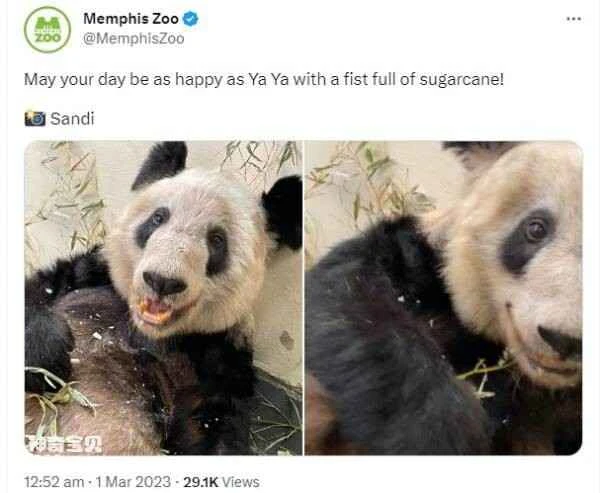 Why are so many people petitioning for the giant panda Ya Ya, who is currently residing in the United States, to return to China?