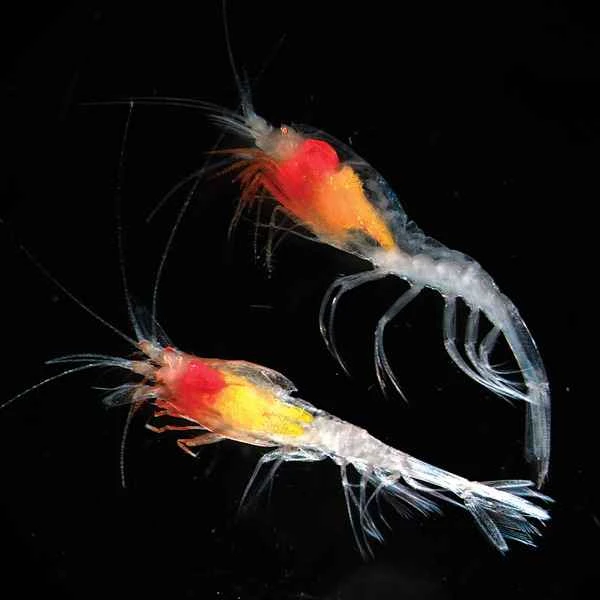Shrimp (scientific name: Penaeus) 虾(学名:Penaeus)