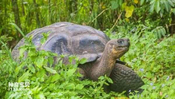 What kind of "mythical beast" is the Galapagos tortoise?