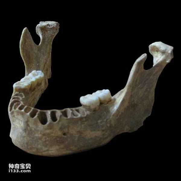 Ancient DNA reveals that human ancestors interbred with Neanderthals.