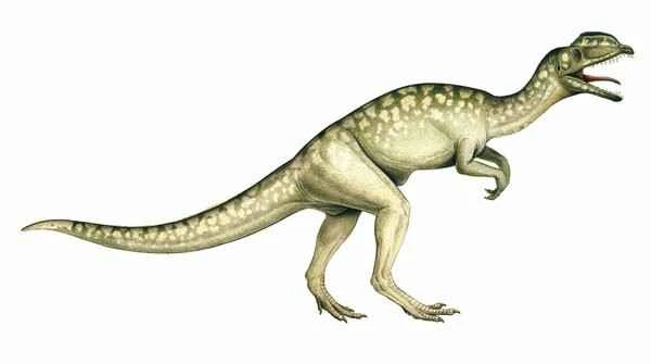 Evidence of dinosaurs living in groups