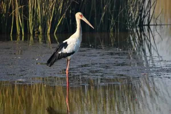 Wading birds: What are they and examples of them - Wood Stork