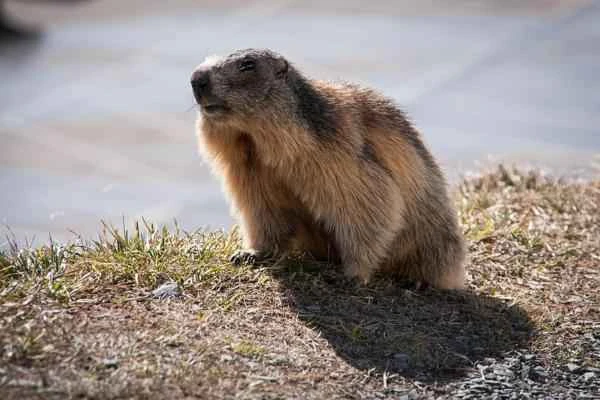 A Comprehensive Guide to Marmots: Morphological Characteristics, Distribution, and Ecological Habits