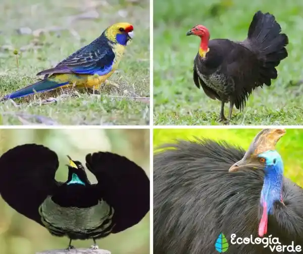 +20 Australian bird species (including scientific names and key illustrations)