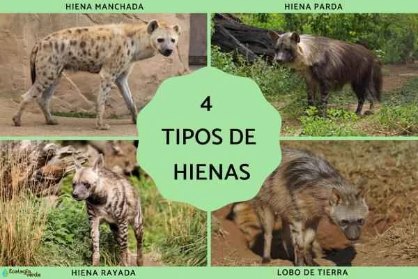 Four types of hyenas (with names and pictures)