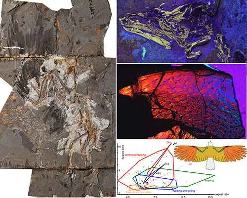 Early Cretaceous primitive birds: The Bewildered Henrietta