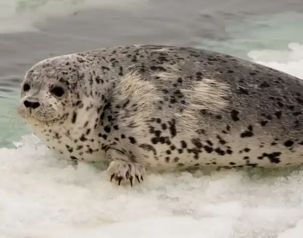 Complete Guide to Antarctic Animals: Introduction to 25 Typical Antarctic Species and Their Characteristics