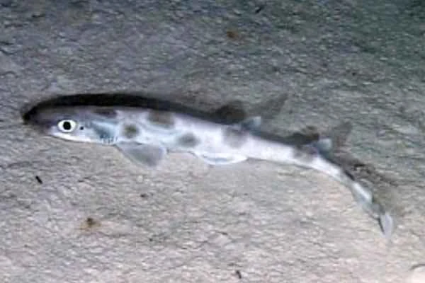 Mediterranean shark - Atlantic glacier shark (Galeus atlanticus)