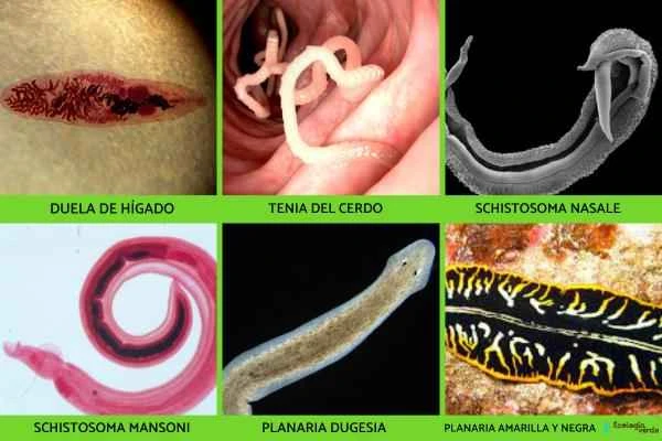 Flatworms: Characteristics and Examples - Examples of flatworms