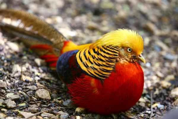 Chinese Animals - Golden Pheasant