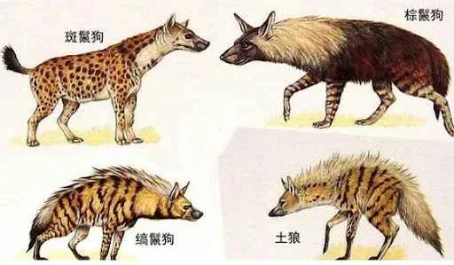 Hyenas: Survival Experts on the Grasslands