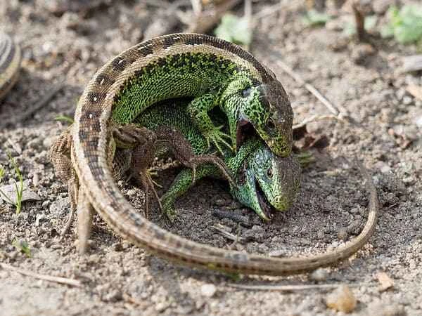 The world's top ten lizards, with the top spot being called the dragon.