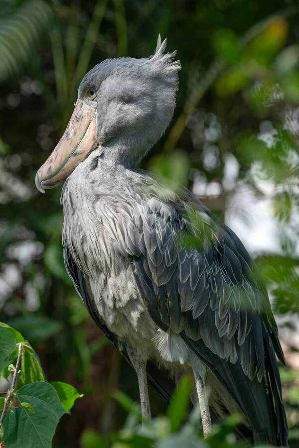 Unveiling the mystery: The shoebill's unique family tree