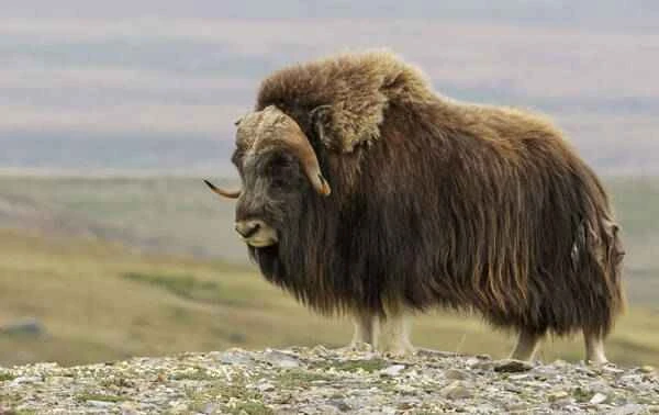The animal with the longest hair on Earth
