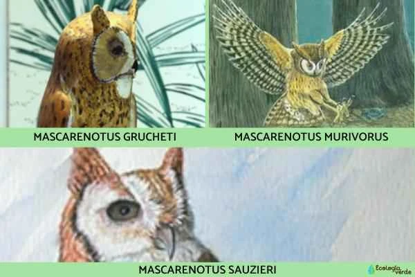 Owl species - Owl genus