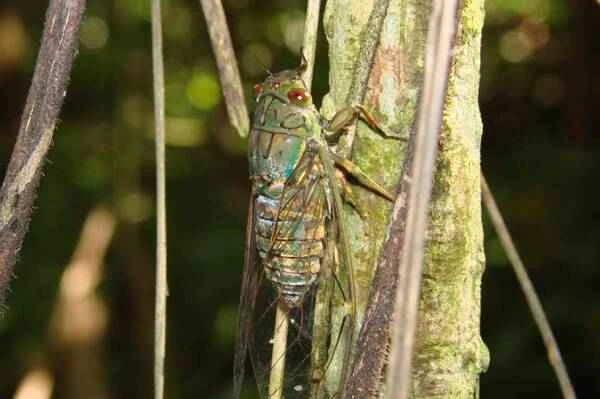 The loudest insect on Earth