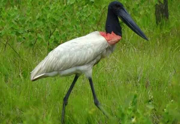 Aves de Argentina - Jabirú