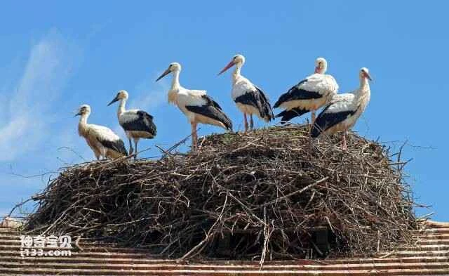 Stork habits and characteristics