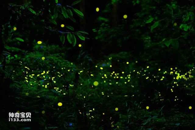 Which of China's top ten firefly viewing spots is closest to you?