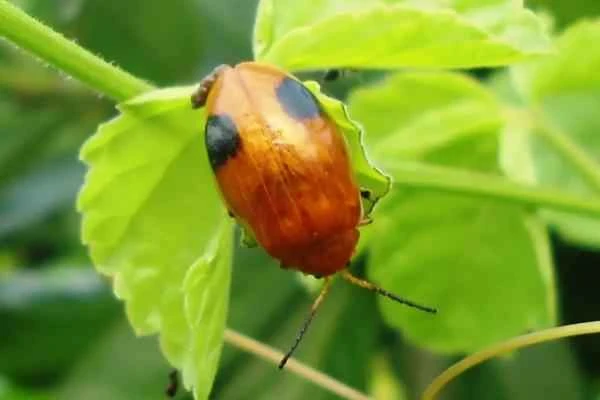 Korean animals - Asian ladybug (Harmonia spp.)