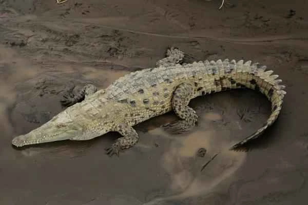 Reptiles de Colombia - Caimán aguja