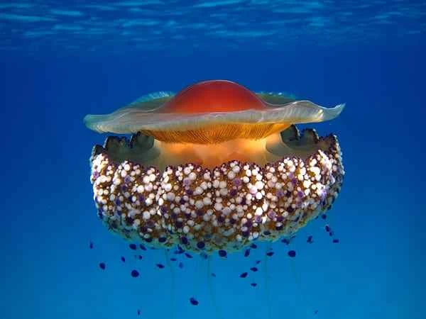 The world's top ten most beautiful jellyfish