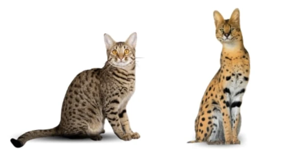 2024102518610563.png 1.png