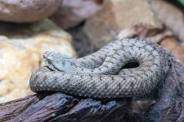 Animals with peligrosos in España - Víbora áspid