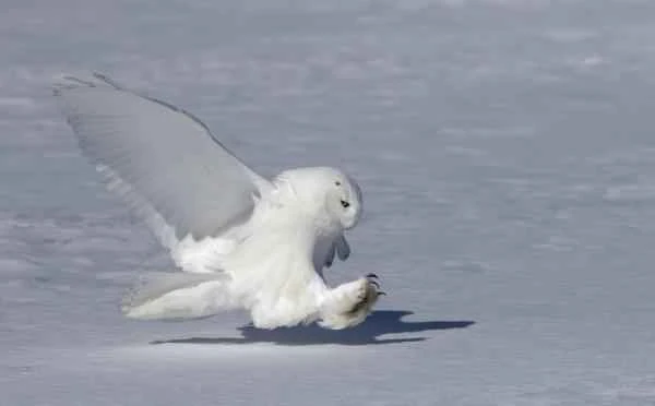 Búho nival: Características, dónde vive and qué come - Qué come el búho nival