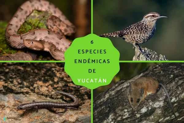 A comprehensive list of endemic animal species of the Yucatan Peninsula: Introduction to six representative species and their ecological significance