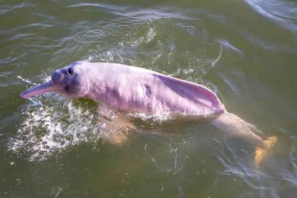 Reasons for the endangered status of the Amazon pink river dolphin and its conservation efforts: How to save the pink river dolphin?