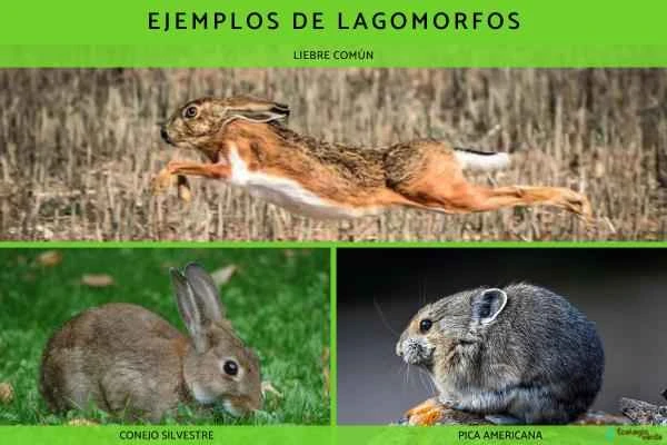 Lagomorfos: ejemplos and características - Ejemplos de lagomorfos