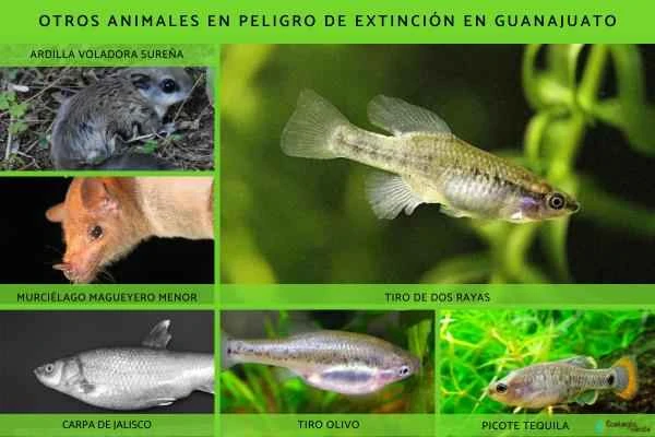 Animales in peligro de extinción in Guanajuato - Otros animales in peligro de extinción in Guanajuato