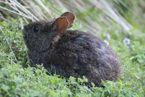 Animals en peligro de extinción en Puebla - Teporingo (Romerolagus diazi)