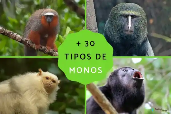 Types of monkeys