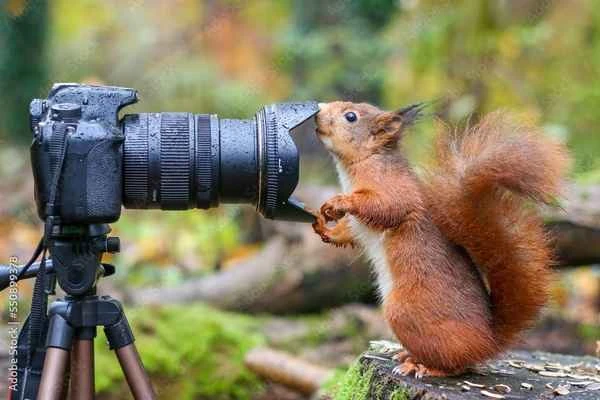 The world's top ten most beautiful squirrels