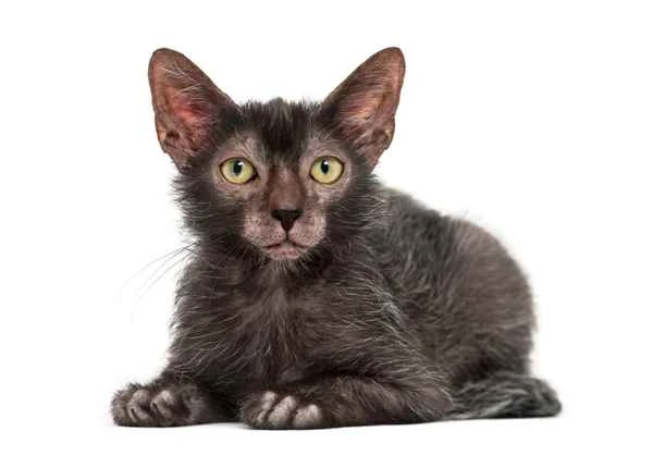 Unique werewolf cat