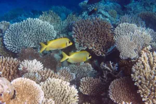 Animales con exoesqueleto - Corales (Corallium)