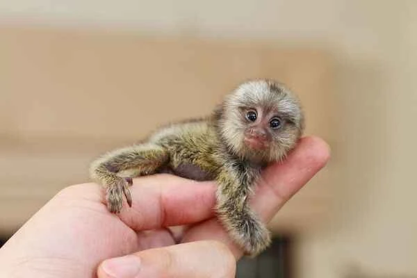 The world's ten smallest animals, have you ever seen one even smaller?