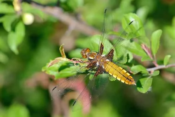 Dragonfly species - Flat-bellied dragonfly