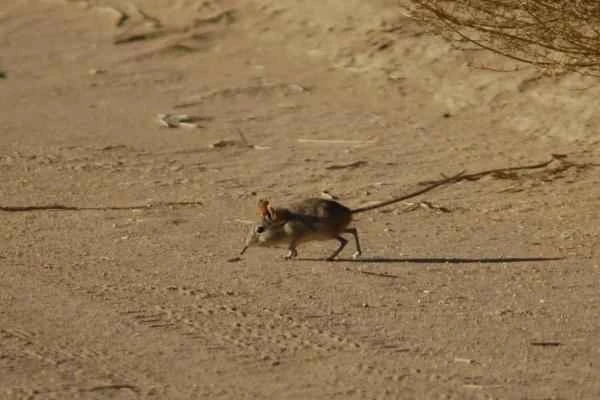 Animales con cola larga - Musaraña elefante de Bushveld (Elephantulus intufi)