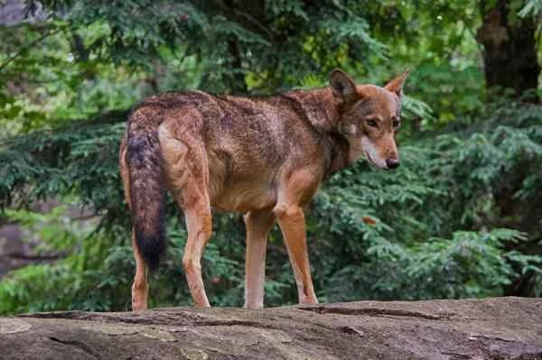 Tipos de lobos - Lobo rojo (Canis rufus)
