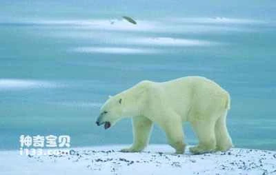 Polar bear's living habits