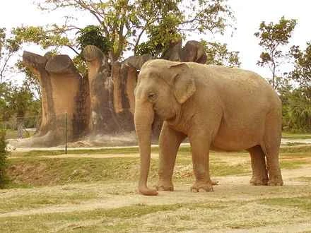 Detailed information and habits of elephants