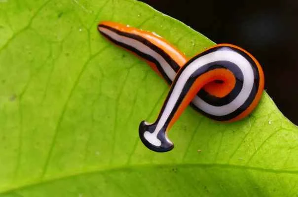 The world's top ten hermaphroditic animals