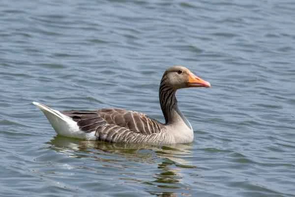 Types of geese - Common goose (Anser anser)